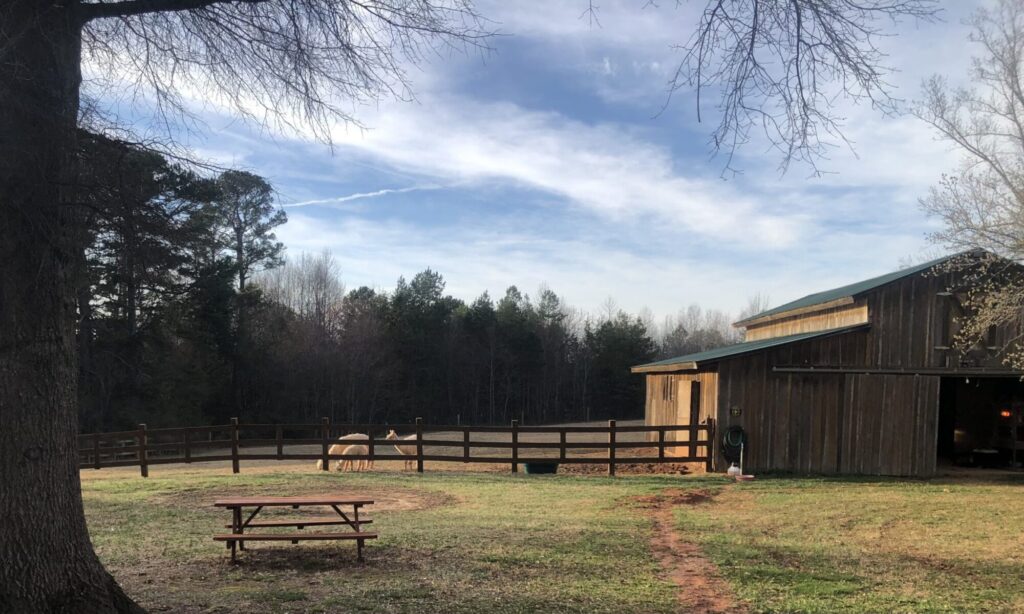 Alpaca Acres Of Olin – Petting Zoo